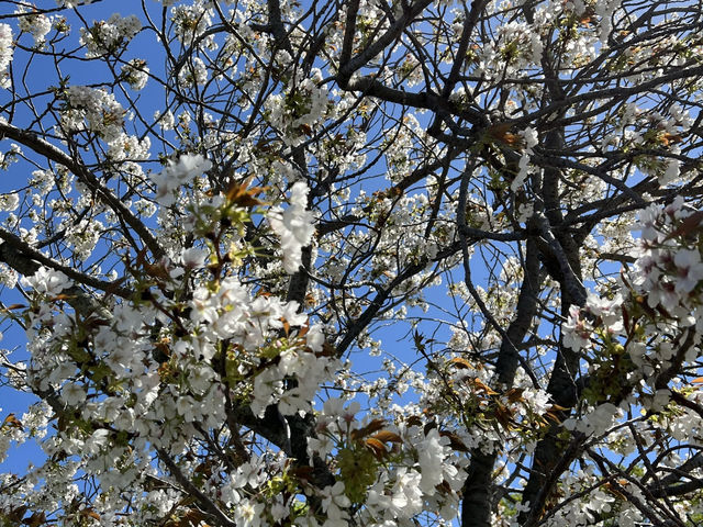 ชมซากุระที่ Maizuru Park สวนที่อยู่ใน Fukuok