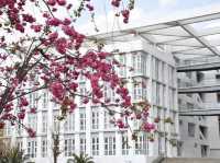  Cherry blossom spots in Kunming, Library Building