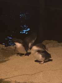 奧馬魯1日遊攻略🐧 探索可愛小動物的世界