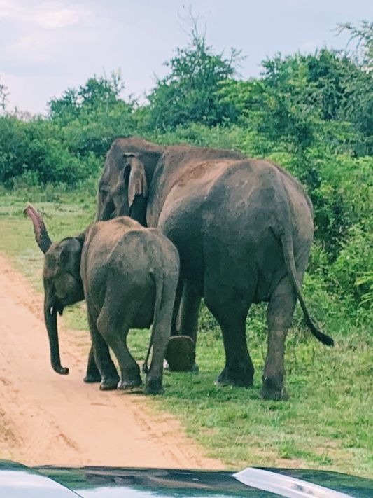 Wild safari magic in Udalawawe 