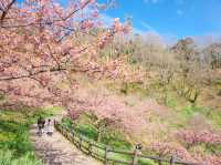 Chasing Sakura at Chiba