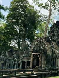 The Enigmatic Ta Prohm Temple: A Tomb Raider Adventure in Siem Reap
