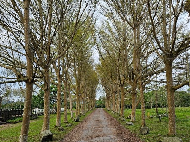 花蓮瑞穗牧場，擁抱田園與鮮奶香氣的悠閒時光。