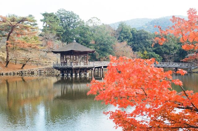The Free Roaming Deer at Nara Park