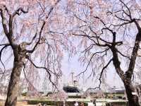 Chasing Sakura at Yamashita Park Yokohama 