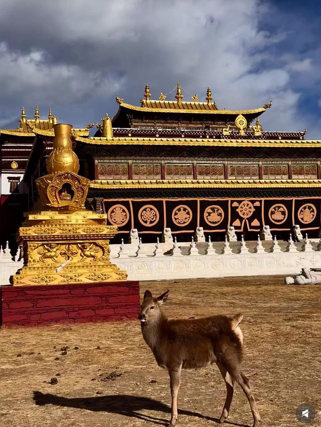 Discover the rich culture of Tibet Monasteries