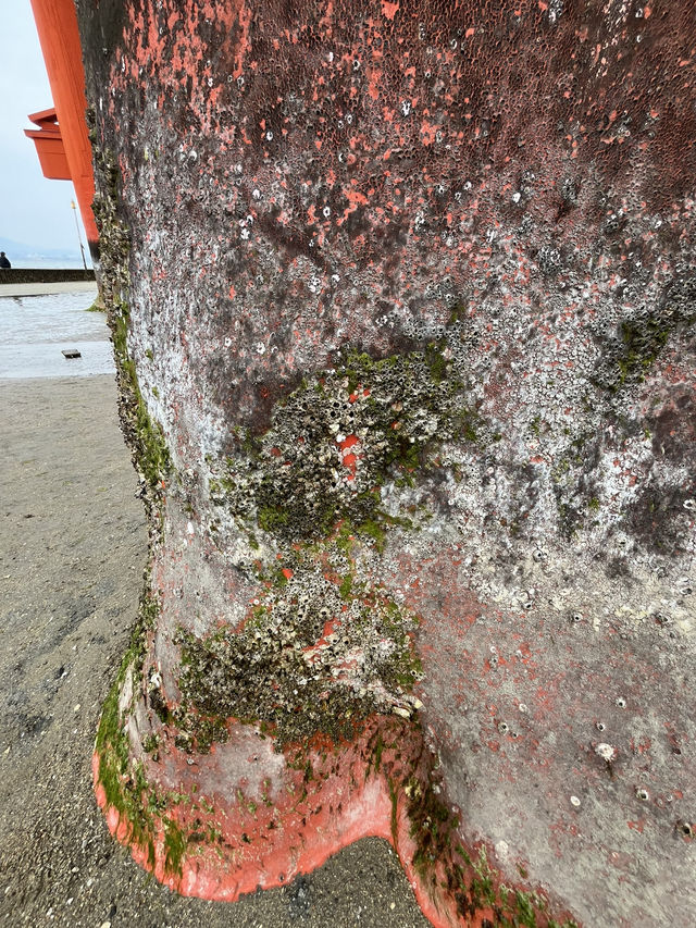 嚴島神社幾時去？潮退還是潮漲？why not both?