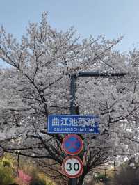 📍 Found the Dreamy Cherry Blossoms in Qujiang! 🌸✨