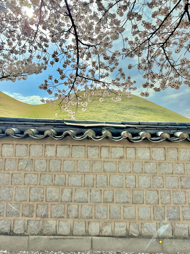 대릉원 벚꽃길축제가 곧 열립니다!🌸