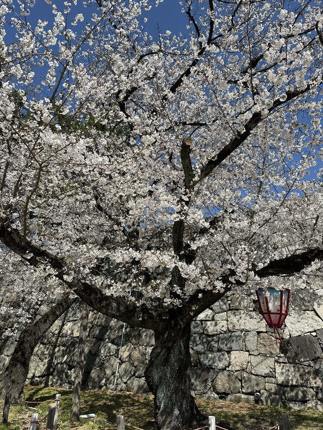 追到名古屋城櫻花
