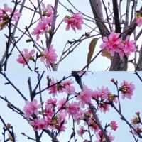 🌸維園賞櫻好去處🌸