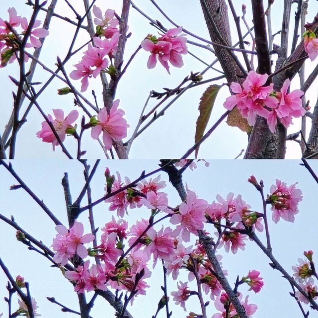 🌸維園賞櫻好去處🌸
