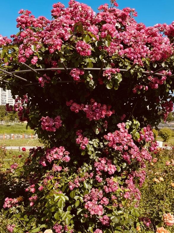 Spring's Urban Escape: Relaxing by the Water at Silgaecheon