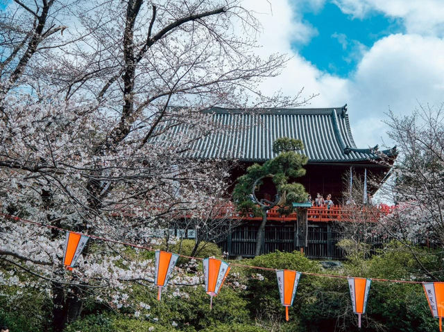 ซากุระที่สวนอุเอโนะ โตเกียว 🌸🌸🌸