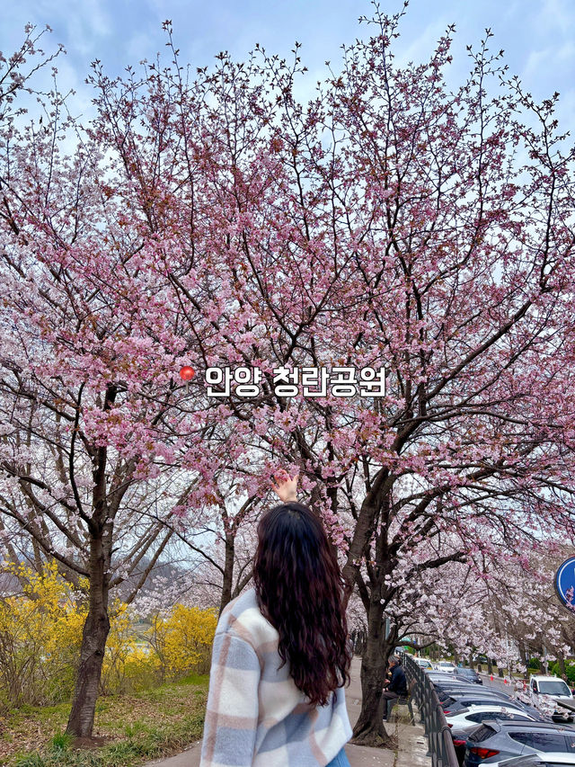 벚꽃 만개했다!