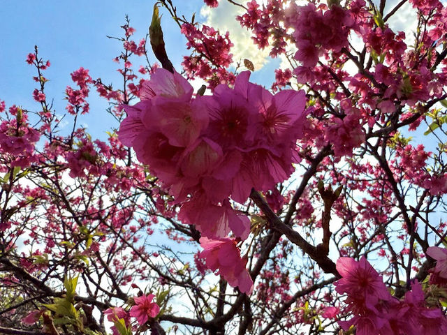漫湖公園（那霸市）