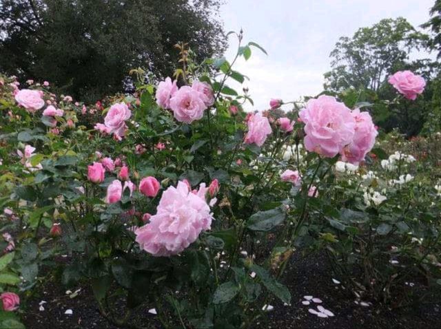 紐西蘭最古老的植物園#但尼丁植物園（Dunedin Botanic Garden）- 紐西蘭但尼丁市