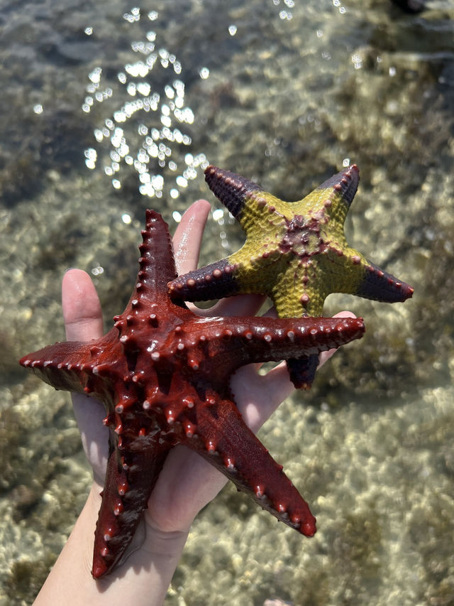 【フィリピン】天然ヒトデに会える島