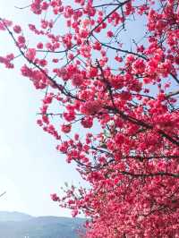 Spring in Yunnan, China? Go Where The Cherry Blossoms Bloom Like Dreams