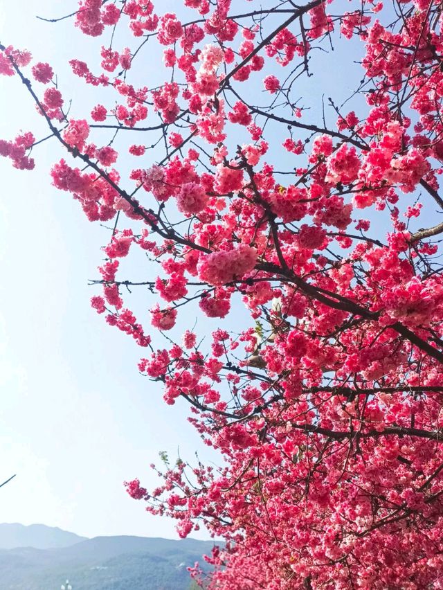 Spring in Yunnan, China? Go Where The Cherry Blossoms Bloom Like Dreams