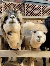 From Palaces to Alpacas: A Whirlwind Seoul Adventure