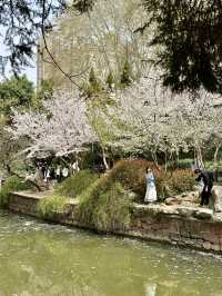 The Art of Hanfu and Cherry Blossoms: A Photographer’s Dream in Zhengzhou People’s Park