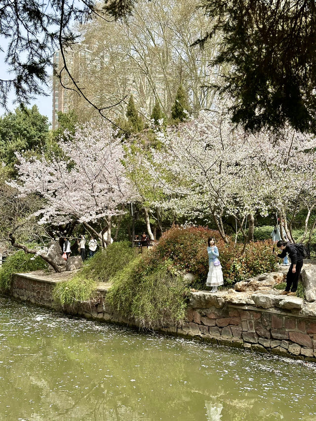 The Art of Hanfu and Cherry Blossoms: A Photographer’s Dream in Zhengzhou People’s Park