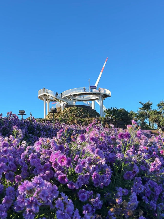 거창 감악산 아스타 국화 축제 보라빛 풍경💜