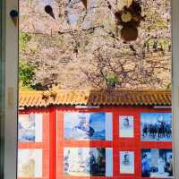 A Cherry Blossom Panorama ☕🌸🌇