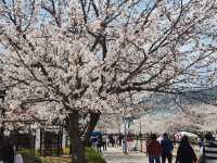 “Jinhae in Bloom: A Spring Symphony of Cherry Blossoms”