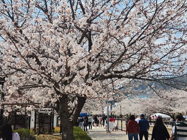 “Jinhae in Bloom: A Spring Symphony of Cherry Blossoms”