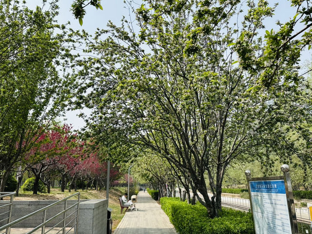 The Commuter's Sanctuary: Finding Zen in Wangjing's Urban Waterfront