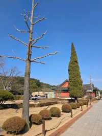 🌲🍂강원도 강릉 여행지 명소 강릉 오죽헌 
