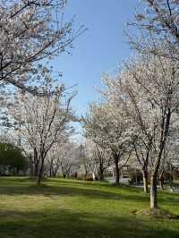 Suzhou Tiger Hill Wetland Park Cherry Blossoms – A Lakeside Floral Retreat