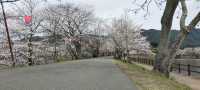 熊本県 立岡自然公園 ベストシーズンに来れたけれど．．．