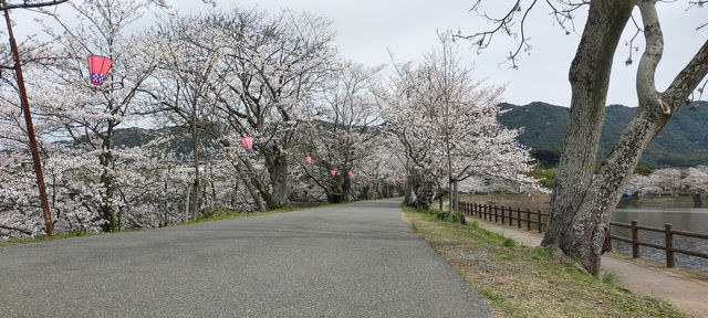 熊本県 立岡自然公園 ベストシーズンに来れたけれど．．．