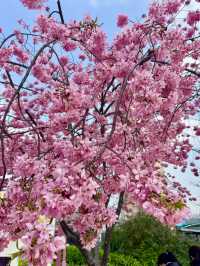 🌸🌻 Blooming Dreams in Chengdu: Discover Manhua Sea of Flowers This April 🌺🌸