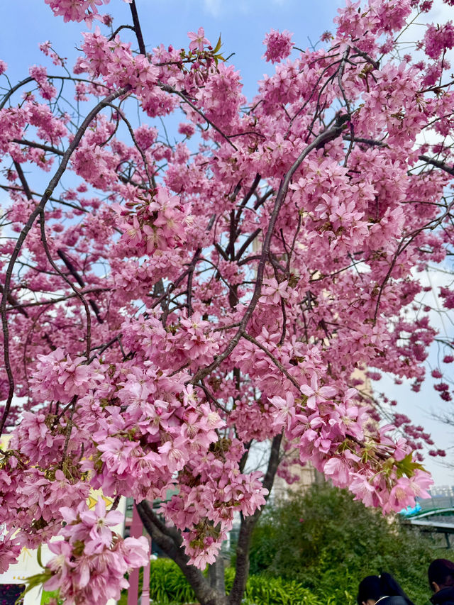 🌸🌻 Blooming Dreams in Chengdu: Discover Manhua Sea of Flowers This April 🌺🌸