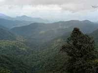 Cameron Highlands trek