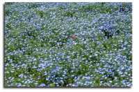 Experience with Nemophila and Double Cherry Blossoms at Showakinen Park, Tachikawa