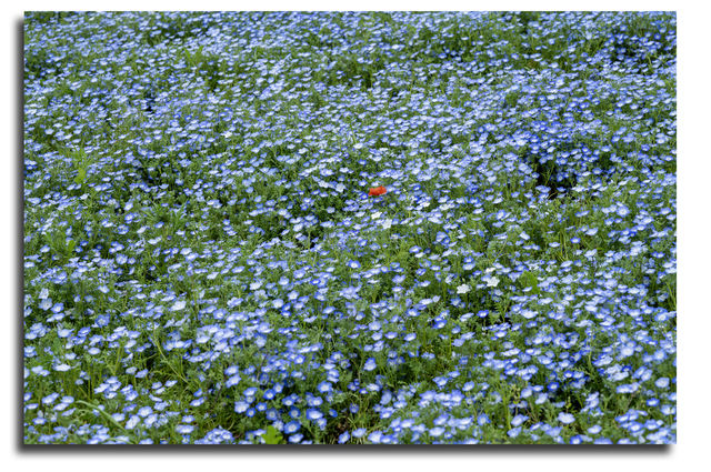 Experience with Nemophila and Double Cherry Blossoms at Showakinen Park, Tachikawa