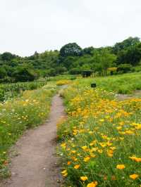 【群馬】花々の楽園  小高い丘に何十万株のアイリスが咲き誇ります。