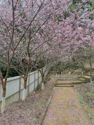 🌸 Quanzhou's Hidden Cherry Blossom Paradise! 🌸