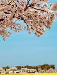 Samcheok Maengbang Canola Flower Fields Travel 