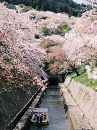 🌸 Kansai Sakura Trip | Missed Kyoto? Head to Shiga’s Lake Biwa Instead!