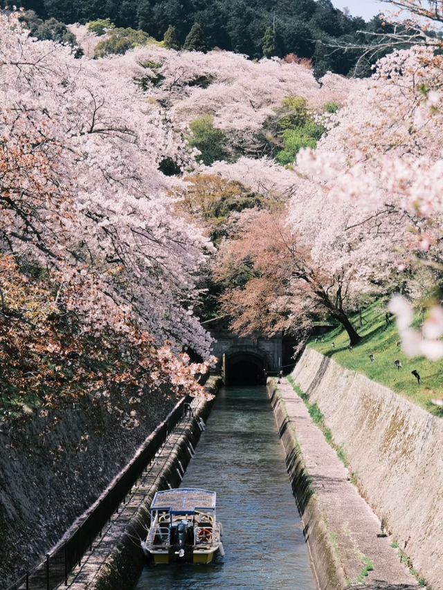 🌸 Kansai Sakura Trip | Missed Kyoto? Head to Shiga’s Lake Biwa Instead!