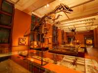 【無料とは思えぬ壮麗ミュージアム】ケルビングローブ美術館・博物館（Glasgow）🎨🦖