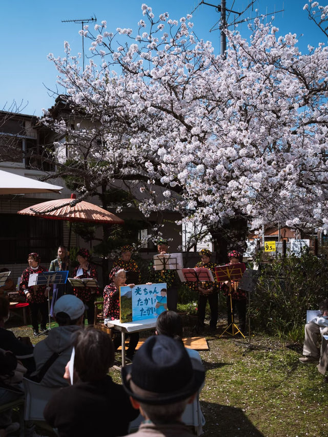 Sakura Serenity: Cherry Blossoms in Wakayama City