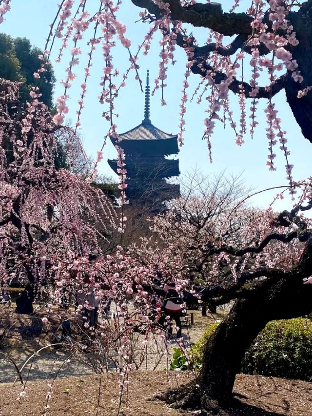 Last Chance for Sakura! Kyoto's Tō-ji Temple