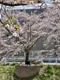Nara's Saho River Cherry Blossoms: So Beautiful It Makes You Want to Cry 🌸✨